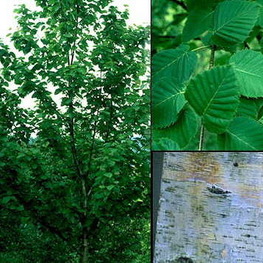 Береза Максимовича (Betula maximowicziana)