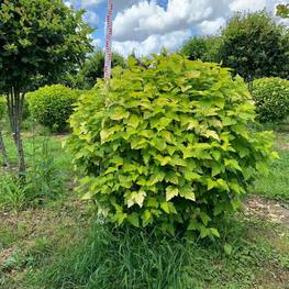 Топиарий шар из Пузыреплодника желтого