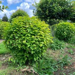 Топиарий шар из Пузыреплодника желтого