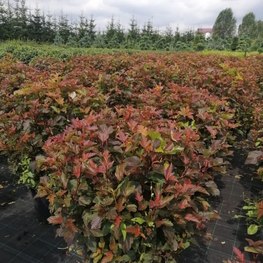 Топиарий Пузыреплодник красный форма шар