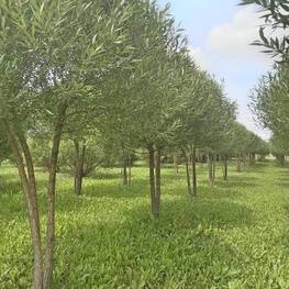 Зонт из Ивы