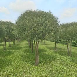 Зонт из Ивы