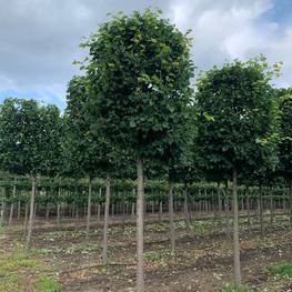 Топиарий Липа мелколистная Гринспаер (Greenspire) форма цилиндр на штамбе