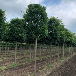 Топиарий Липа мелколистная Гринспаер (Greenspire) форма цилиндр на штамбе