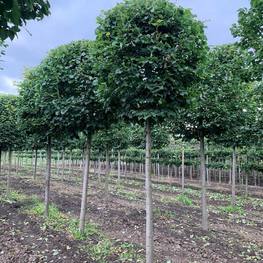 Топиарий шар на штамбе из Липы мелколистной Гринспаер (Greenspire)