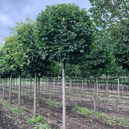 Топиарий шар на штамбе из Липы мелколистной Гринспаер (Greenspire)