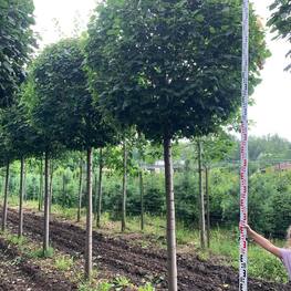 Топиарий из Липы форма шар на штамбе