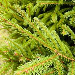 Топиарий из Ели шар на штамбе В 200 см (4.55)