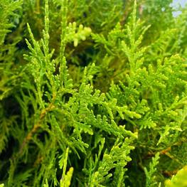 Топиарий шар на штамбе из Туи В 160 см (14.10)