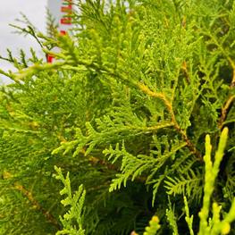 Топиарий шар на штамбе Туя в 180 см (14.17)