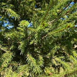 Топиарий шар на штамбе на штамбе из Ели 0133