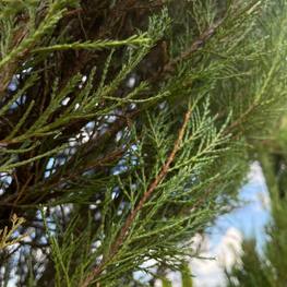 Топиарий шар на штамбе Можжевельник 1921