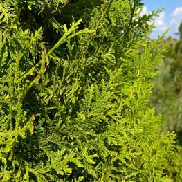 Топиарий форма шар на штамбе Туя 2020