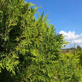 Топиарий Туя форма шар на штамбе 2342