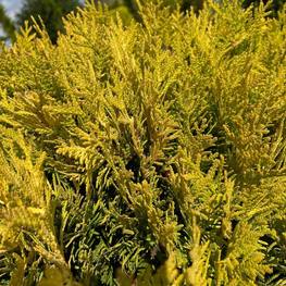 Топиарий шар на штамбе из Туи 2350