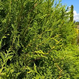 Топиарий из Туи форма шар на штамбе 2409