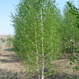 Береза обыкновенная Бетулла (Betula)