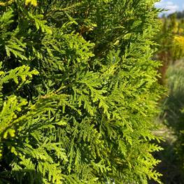 Топиарий из Туи шар на штамбе 2426