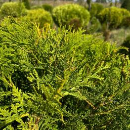 Топиарий шар на штамбе на штамбе из Туи 2520