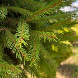 Топиарий шар на штамбе Ель 2543