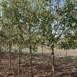 Декоративная яблоня Джон Дауни (John Downey)