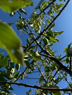 Декоративная яблоня Джон Дауни (John Downey)