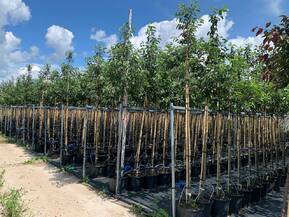 Декоративная яблоня Джон Дауни (John Downey)