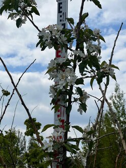 Декоративная яблоня Джон Дауни (John Downey)