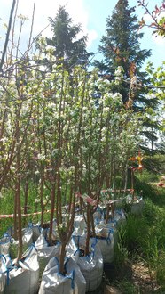 Декоративная яблоня Джон Дауни (John Downey)