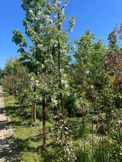 Декоративная яблоня Джон Дауни (John Downey)