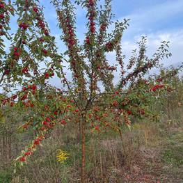 Декоративная яблоня Джон Дауни (John Downey)