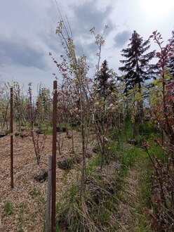 Декоративная яблоня Джон Дауни (John Downey)