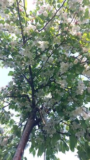 Декоративная яблоня Джон Дауни (John Downey)