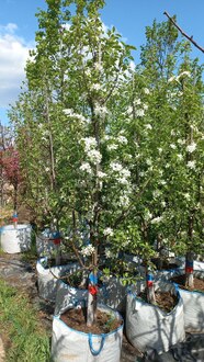 Декоративная яблоня Джон Дауни (John Downey)