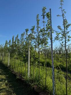 Декоративная яблоня Джон Дауни (John Downey)