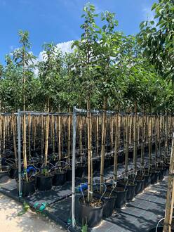 Декоративная яблоня Джон Дауни (John Downey)