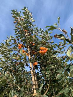 Декоративная яблоня Джон Дауни (John Downey)