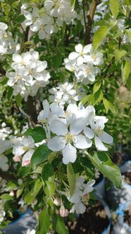 Декоративная яблоня Джон Дауни (John Downey)