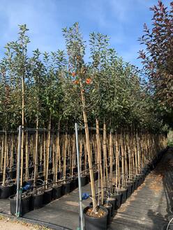 Декоративная яблоня Джон Дауни (John Downey)