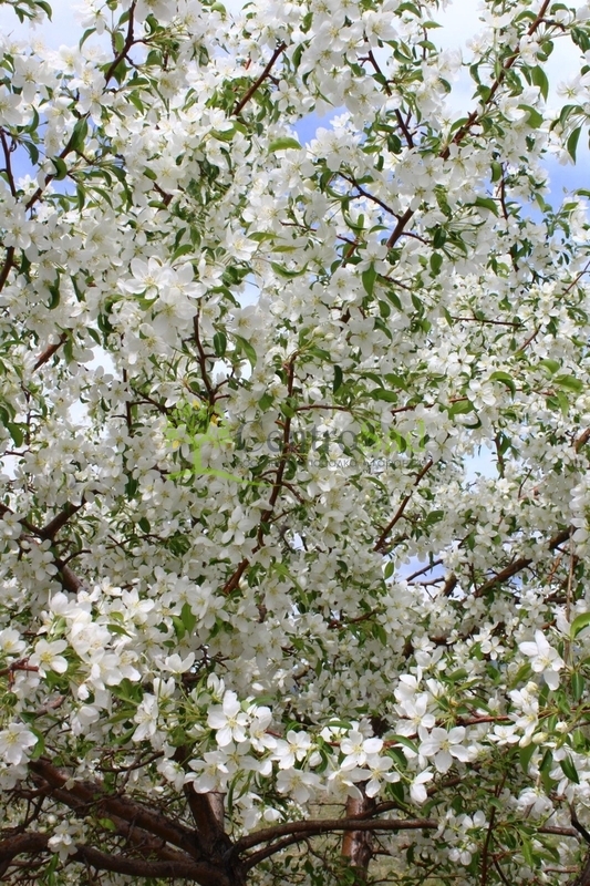 Декоративная яблоня Зибольда (Sieboldii)