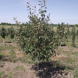 Декоративная яблоня Зибольда Зибольди (Sieboldii)