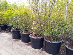 Декоративная яблоня Зибольда Зибольди (Sieboldii)