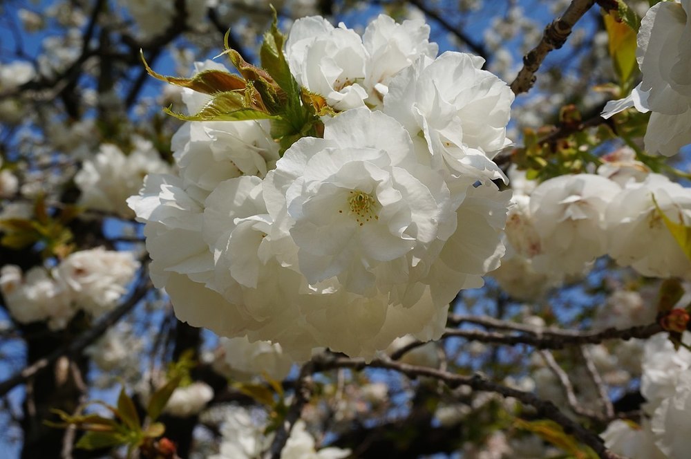 Вишня мелкопильчатая Широтаэ Сакура (Shirotae)