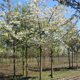 Вишня мелкопильчатая Shirotae (Широтаэ) Сакура