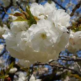 Вишня мелкопильчатая Широтаэ Сакура (Shirotae)