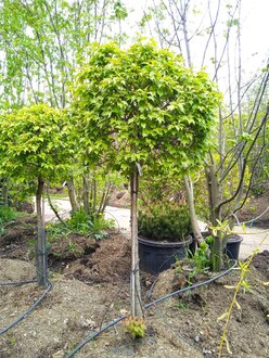 Клен гиннала шар на штамбе