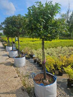 Клен гиннала шар на штамбе