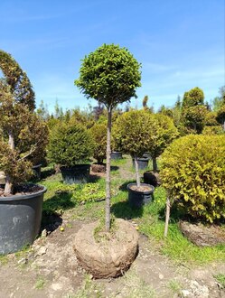 Ель обыкновенная шар на штамбе (Чупа-Чупс)