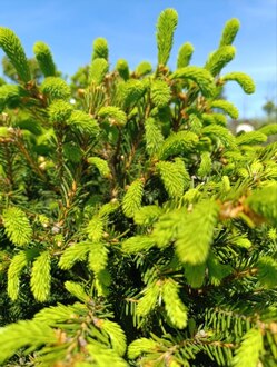 Ель обыкновенная шар на штамбе (Чупа-Чупс)