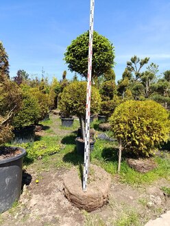 Ель обыкновенная шар на штамбе (Чупа-Чупс)